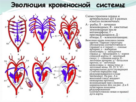 Схема кровеносной системы хордовых