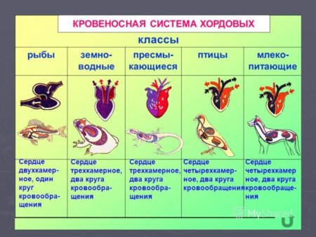 Схемы кровеносносной системы позвоночных