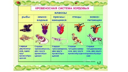 Строение сердца хордовых