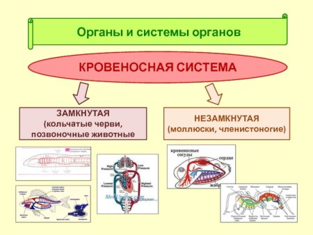 Замкнутая и незамкнутая кровеносная система у животных