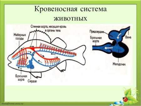 Кровеносная система животных