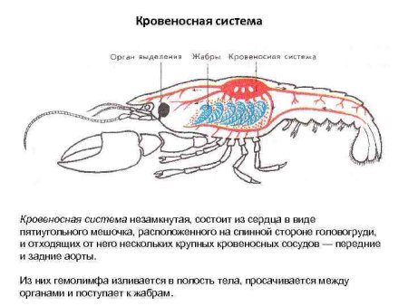 Кровеносная система членистоногих незамкнутая