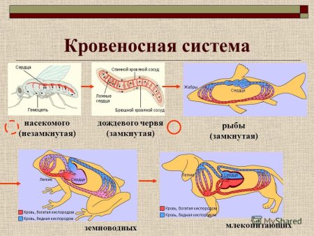 Кровеносная система членистоногих замкнутая или незамкнутая