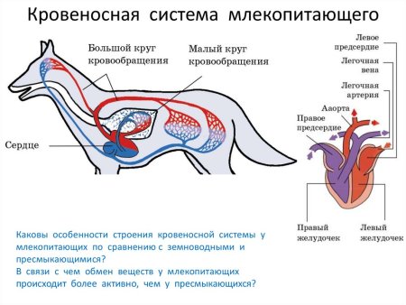 Схема кровеносной системы млекопитающих 7 класс