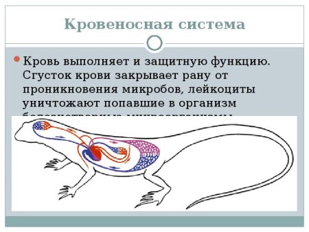 Кровеносная система животных