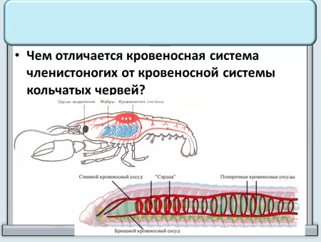 Кровеносная система членистоногих 7 класс биология