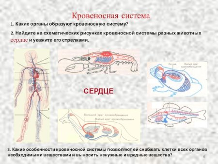 Кровеносная система животных