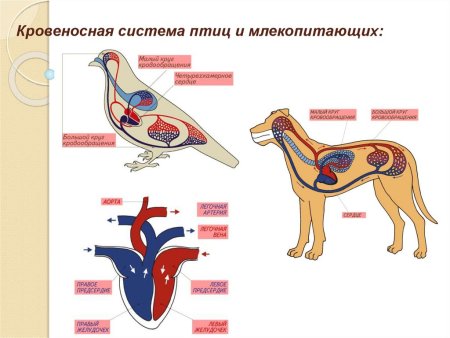 Кровеносная система млекопитающих схема биология 7 класс