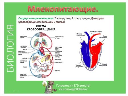Круги кровообращения млекопитающих схема