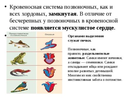 Эволюция кровеносной системы позвоночных