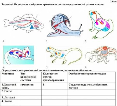 Кровеносная система животных 6 класс биология таблица