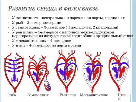 Эволюция кровеносной системы схема