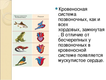 Кровеносная система класс рыб класс земноводные