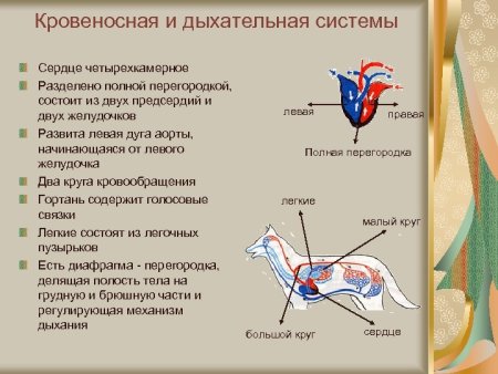 Строение кровеносной системы строение дыхательной системы таблица