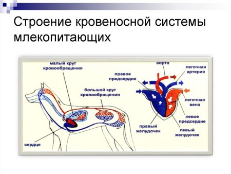 Кровеносная система млекопитающих схема биология 7