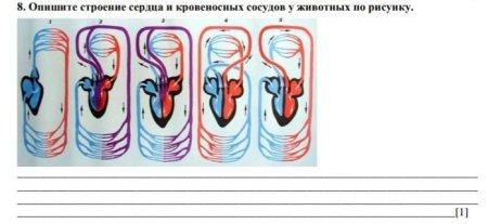 Строение сердца и кровеносных сосудов животных