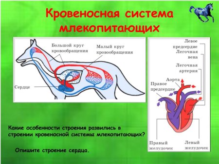 Строение кровеносной системы млекопитающих