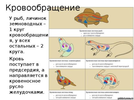 Два круга кровообращения имеют