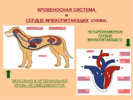 Кровеносная система собаки схема