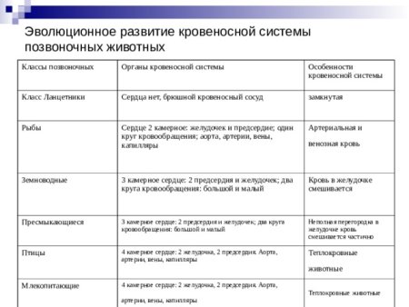 Развитие кровеносной системы у позвоночных таблица