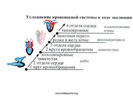 Эволюция кровеносной системы схема