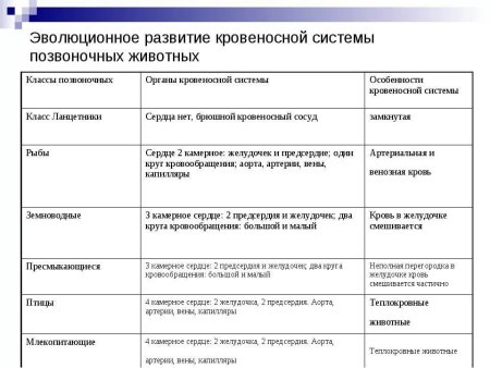 Развитие кровеносной системы у позвоночных таблица