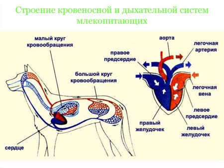 Строение кровеносной системы собаки