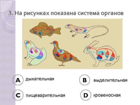 Кровеносная система дыхательная система пищеварительная система