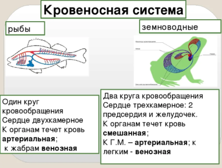 Кровеносная система рыб и земноводных таблица