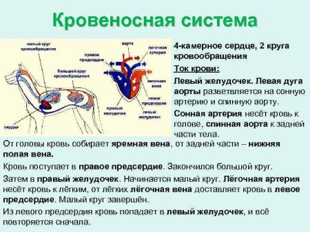 Кровеносная система млекопитающих 7 класс