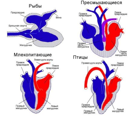 Эволюция кровеносной системы хордовых