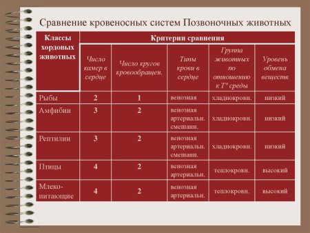 Сравнительная характеристика кровеносной системы