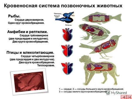 Двухкамерное сердце трехкамерное четырехкамерное