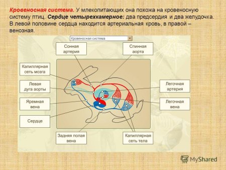 Схема кровеносной системы млекопит