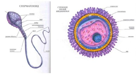 Строение яйцеклетки человека рисунок