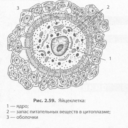 Строение яйцеклетки человека анатомия