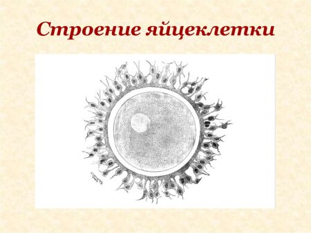 Схема строения яйцеклетки