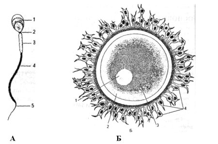 Схема строения яйцеклетки млекопитающих