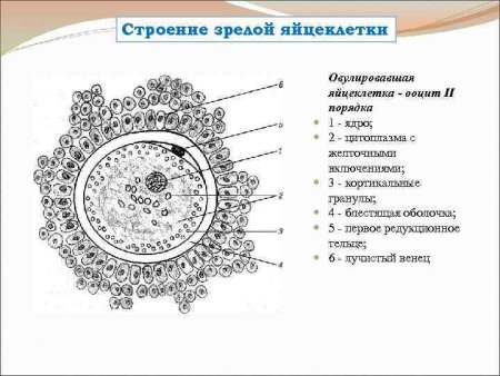 Схема строения яйцеклетки млекопитающих