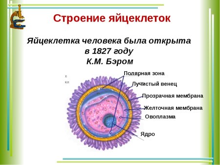 Схема строения яйцеклетки млекопитающих