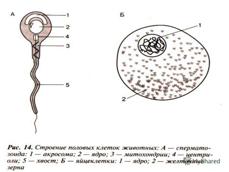 Строение половых клеток яйцеклетка