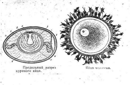 Тип строения яйцеклетки млекопитающих