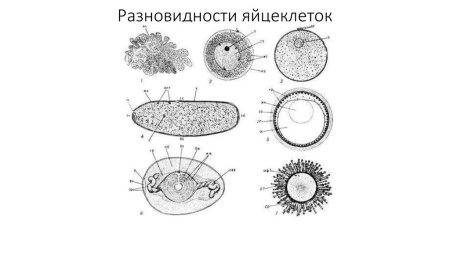 Тип яйцеклетки у рыб