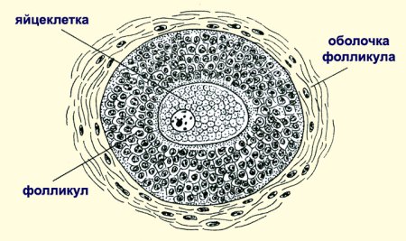 Строение яйцеклетки яйцо птицы