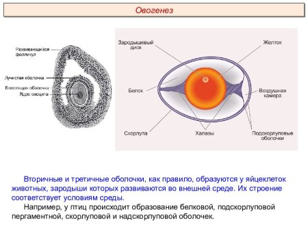 Строение яйцеклетки первичные и вторичные и третичные оболочки