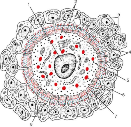 Схема строения яйцеклетки млекопитающих