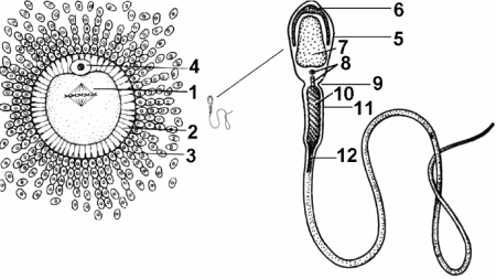 Строение яйцеклетки человека схема