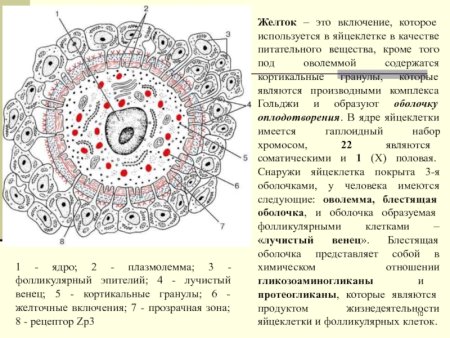 Строение яйцеклетки с обозначениями