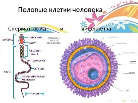 Строение сперматозоида и яйцеклетки
