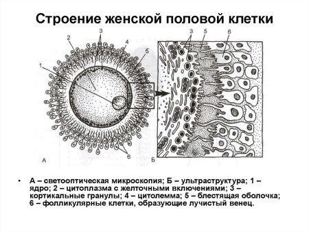 Строение яйцеклетки человека